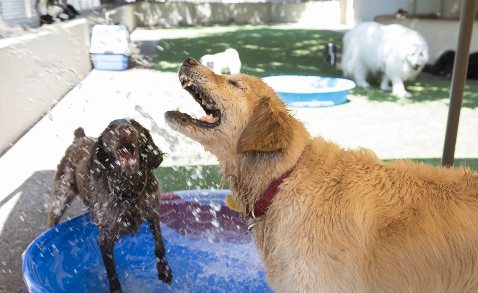 Dogs with hose water